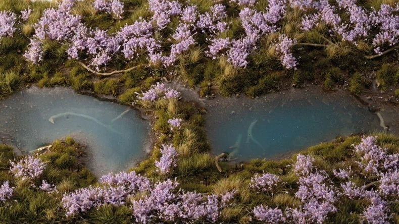 Lavender Flowers