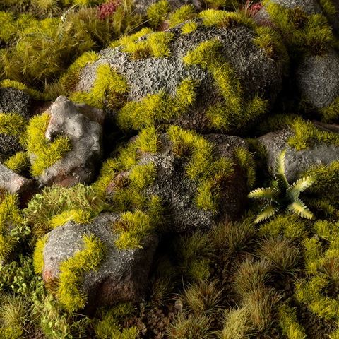 Moss 2mm Tufts