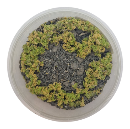 Basetopping: SIEGE GROUND (140ml) (battlefield series)