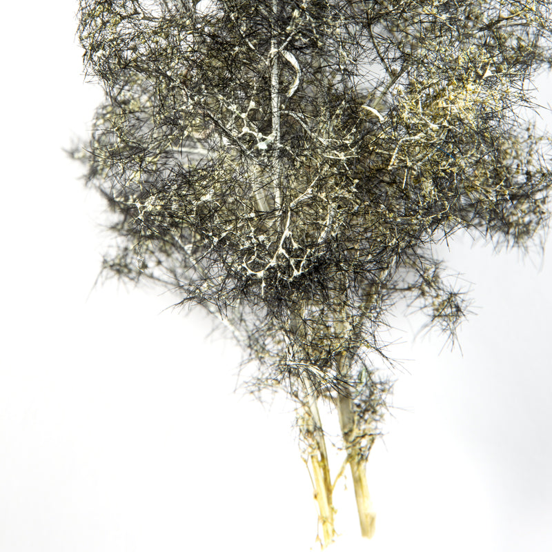 BLACK-WHITE – FANTASY BUSHES