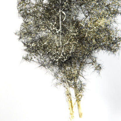 BLACK-WHITE – FANTASY BUSHES